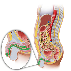 Corpus spongiosum of penis (#2997)