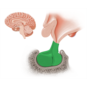Pituitary gland (#18220)