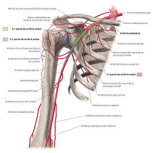 Arteries of the arm and the shoulder - Anterior view (Portuguese)