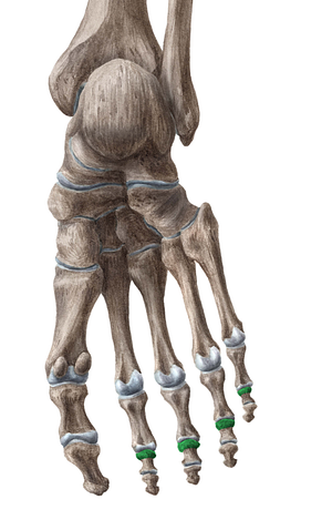 Bases of middle phalanges of 2nd-5th toes (#2148)