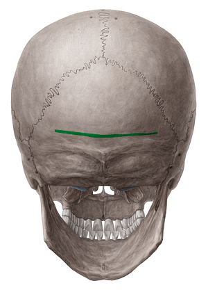 Supreme nuchal line of occipital bone (#4718)