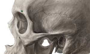 Supraorbital foramen of frontal bone (#4306)