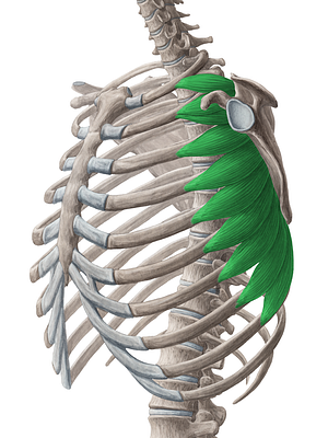 Serratus anterior muscle (#5949)