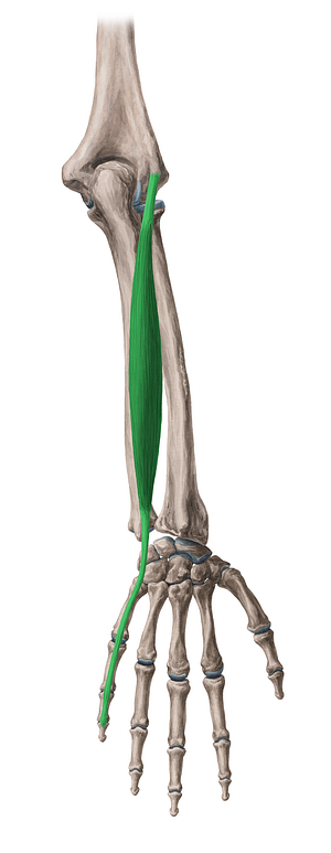 Extensor digiti minimi muscle (#5322)