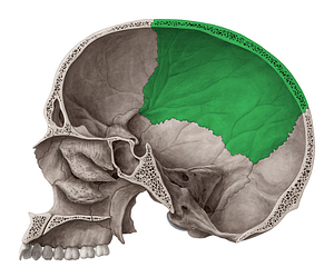 Parietal bone (#7467)