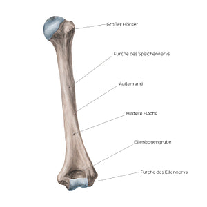 Humerus: Posterior view (German)