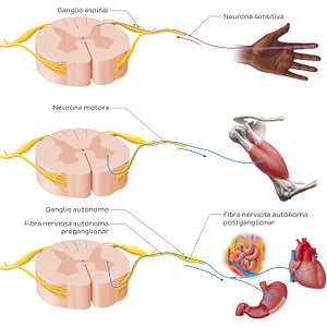 Types of nerves and ganglia (Spanish)