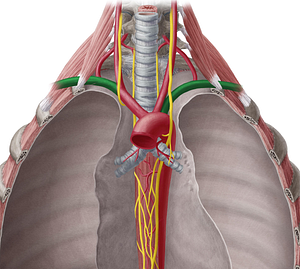 Subclavian artery (#1814)