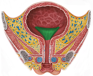 Trigone of urinary bladder (#9567)