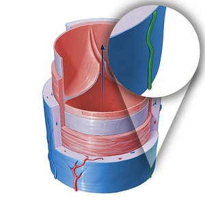 Nervi vasorum of vein (#16407)