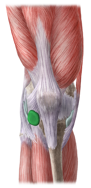 Subtendinous bursa of iliotibial tract (#2276)