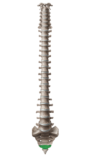 Vertebra S5 (#12584)