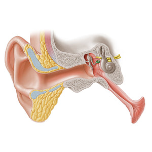 Limbs of stapes (#3146)