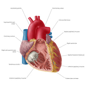 Heart: Right ventricle (English)