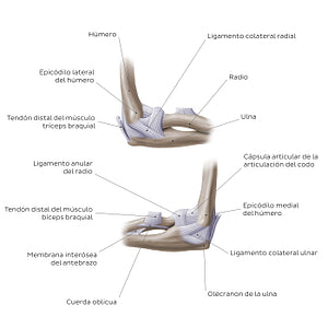 Elbow joint (Spanish)