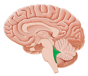 Fourth ventricle (#10723)