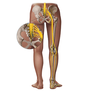 Spinal nerve S5 (#18292)