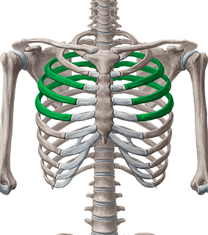 3rd-5th ribs (#3050)