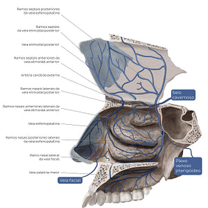 Veins of the nasal cavity (Portuguese)