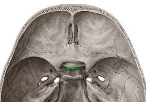 Tuberculum sellae of sphenoid bone (#9758)