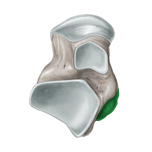 Medial tubercle of posterior process of talus (#9735)