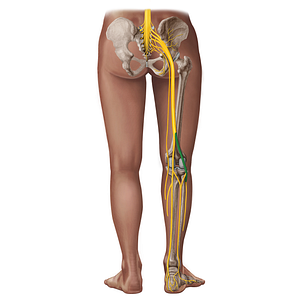 Common fibular nerve (#18277)