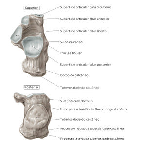 Calcaneus (Superior and posterior view) (Portuguese)