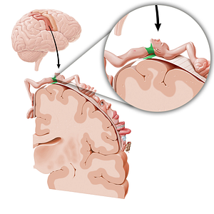 Sensory cortex of neck (#11055)