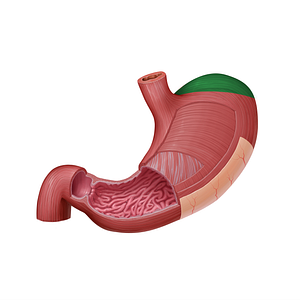 Fundus of stomach (#3922)