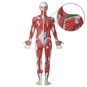 Supraspinatus muscle (#18755)