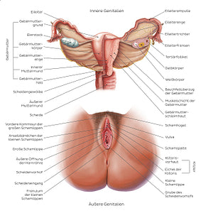 Female reproductive system (German)