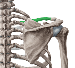 Body of clavicle (#2911)