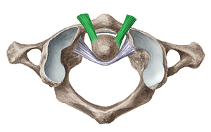 Alar ligament (#4447)