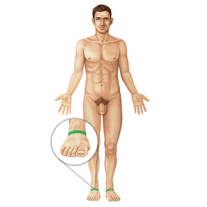 Proximal transverse arch of foot (#19587)