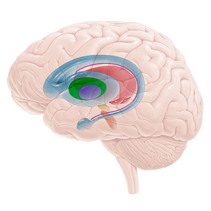 Lateral segment of globus pallidus (#16703)
