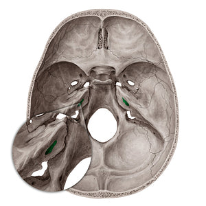 Internal acoustic meatus (#4983)