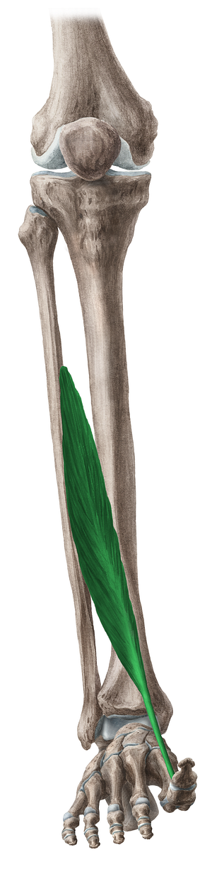 Extensor hallucis longus muscle (#5335)