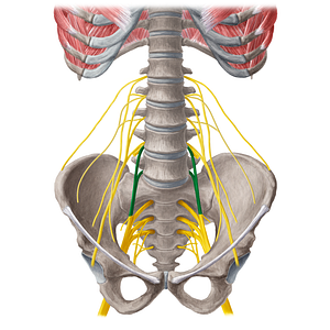 Lumbosacral trunk (#21571)