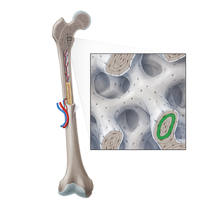 Bone lamella (#21372)