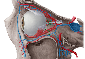 Vorticose veins (#10223)