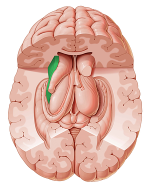 Internal capsule (#2367)