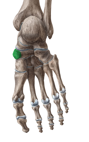 Tuberosity of navicular bone (#9783)