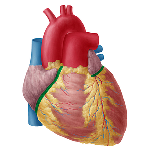 Coronary sulcus (#9251)