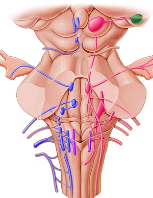 Lateral geniculate body (#2936)