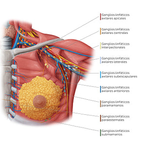 Lymphatics of the female breast (Spanish)