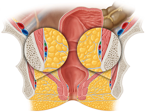 Pudendal nerve (#6703)