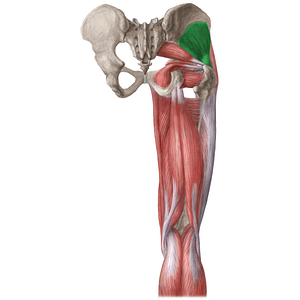 Gluteus minimus muscle (#19649)