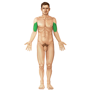 Biceps brachii muscle (#19812)