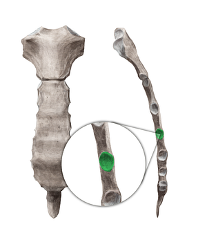 4th costal notch of sternum (#11177)