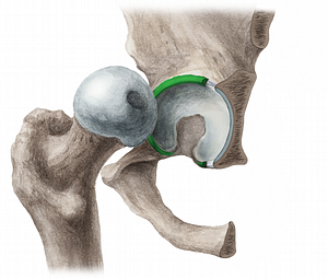 Acetabular labrum (#4363)